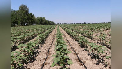 'Endi paxta sug`orish uchun ishlatilgan elektr xarajatlarining 50 foizigacha qismi qoplab beriladi'ning rasmi