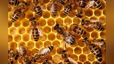 'Янги асаларичилик мажмуаси яратилаяпти'ning rasmi