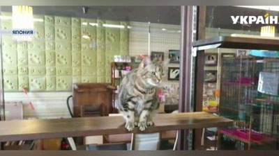 'Yaponiyada mushuklar zilzilani 10 soniya oldin sezishdi (Video)'ning rasmi