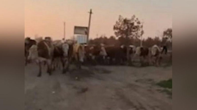 'Qashqadaryoda fuqaro hokimlik binosi atrofiga mol haydab borgani uchun etti sutka qamaldi'ning rasmi