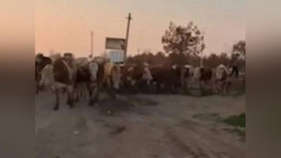 'Qashqadaryoda fuqaro hokimlik binosi atrofiga mol haydab borgani uchun etti sutka qamaldi'ning rasmi
