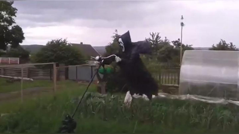 Изрображение 'ИННОВАЦИОННОЕ ПУГАЛО В ОГОРОДЕ ВОСХИТИЛО ИНТЕРНЕТ (ВИДЕО)'