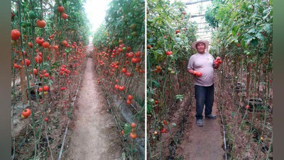 'Bulung`urda daraxtda pomidor etishtirilmoqda'ning rasmi