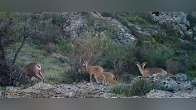 Изрображение 'Группа кызылкумских баранов с детенышами попала на видео в Нуратинском заповеднике'