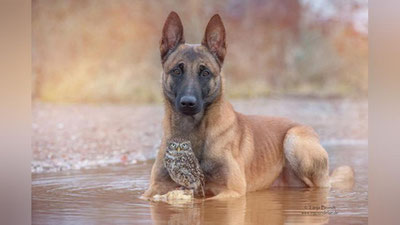 'Бир-бирисиз туролмайдиган ит ва бойўғли (Фото)'ning rasmi