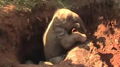 'Shri-Lankada chuqurga tushib ketgan ikkita filcha qutqarib olindi (Video) 'ning rasmi