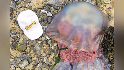 'Angliyada ulkan meduza topildi'ning rasmi