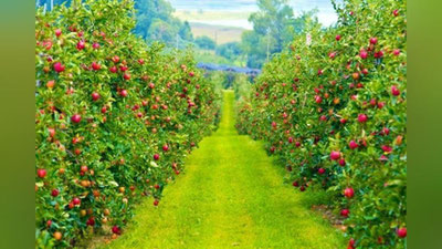 'Ҳосил нима учун камайиб кетади?'ning rasmi