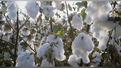 'Toshloq tumani ham rejani bajardi'ning rasmi