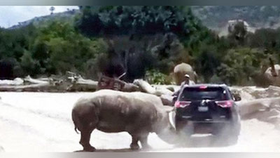 'Rashkchi karkidon avtomobilni ag`darmoqchi bo`ldi (Video)'ning rasmi