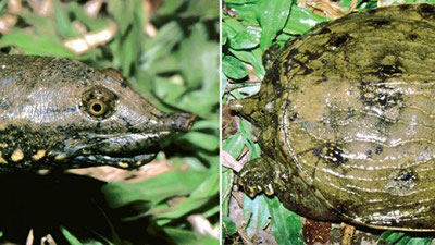 '“Burundor” deb nomlangan yangi toshbaqa turi topildi 'ning rasmi