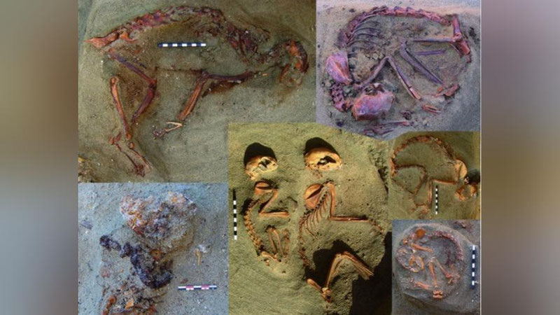 'Misrda haram mushuklari qabrlari topildi 'ning rasmi