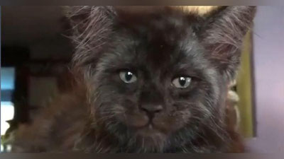 'Odam qiyofasidagii mushuk Internet foydalanuvchilarini vahimaga soldi (Video)'ning rasmi