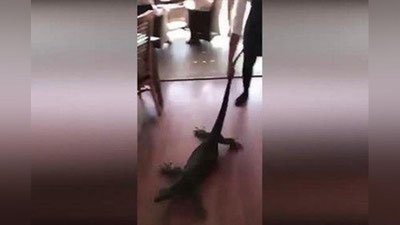 'Ofisiant qiz restoranga kirib qolgan echkemardan qo`rqmay, dumidan tortib ko`chaga tashladi (Video)'ning rasmi