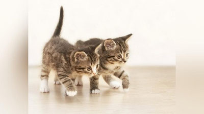 Изрображение 'КОГДА ПРИВИВАТЬ ПИТОМЦА?'