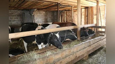 'O`zbekistonda mol bosh soni mingdan ko`p bo`lgan xo`jaliklar 136 taga etdi'ning rasmi