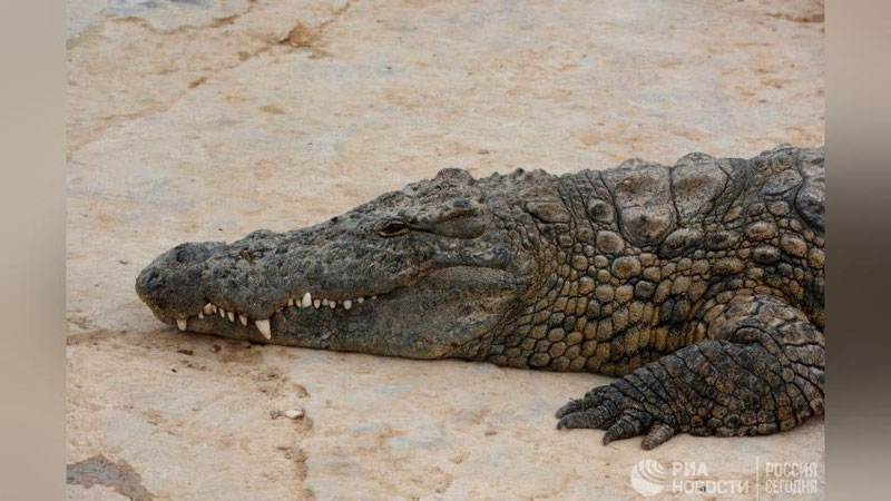 'PXUKET OROLI PLYaJIDA 3 METRLI TIMSOH PAYDO BO`LDI'ning rasmi