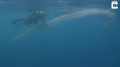 Изрображение 'ДАЙВЕРЫ СНЯЛИ НА ВИДЕО ЗАГАДОЧНОЕ ВОСЬМИМЕТРОВОЕ СУЩЕСТВО'