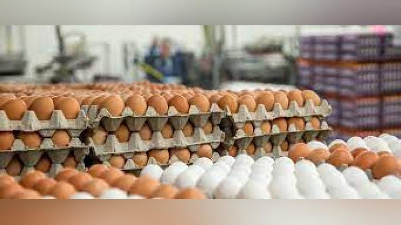 'Тухум нархи бир ойда ўртача 11,2 % га ошди'ning rasmi