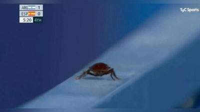 Изрображение 'Оператор Олимпийских игр прервался, чтобы снять таракана (видео)'