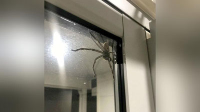 Изрображение 'ГИГАНТСКИЙ ПАУК НАПУГАЛ ПАРУ ИЗ АВСТРАЛИИ (ВИДЕО)'