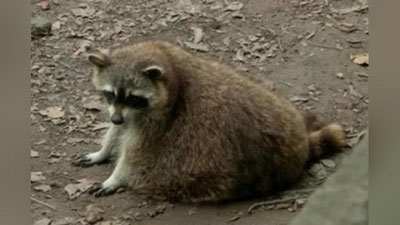 'Xitoyda yonutlar parhezga o`tishdi 'ning rasmi