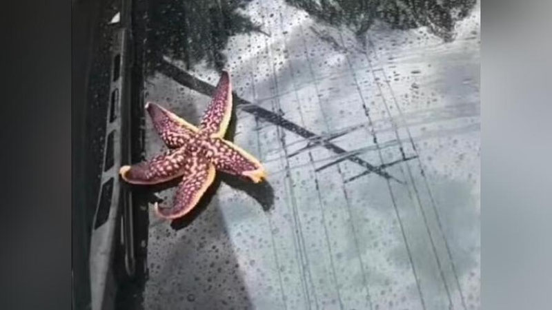 'Xitoyda osmondan dengiz jonivorlari yog`di (Video)'ning rasmi