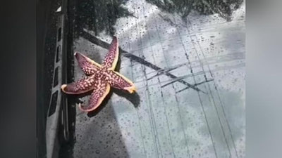 'Xitoyda osmondan dengiz jonivorlari yog`di (Video)'ning rasmi