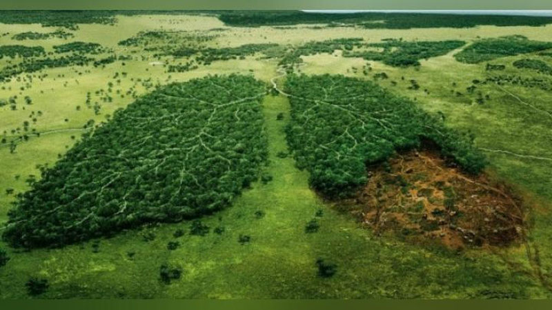 '​Norvegiya dunyodagi daraxt kesishni taqiqlagan birinchi mamlakat bo`ldi 'ning rasmi