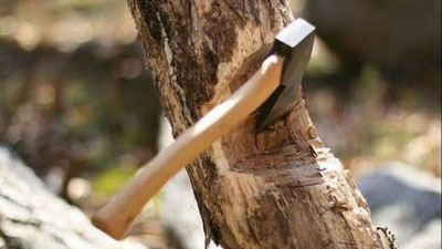 '"O`lim loyihasi": Tez orada Surxondaryo va Buxoroda 70 mingga yaqin daraxt ildizi bilan kesib tashlanishi xabar qilindi'ning rasmi