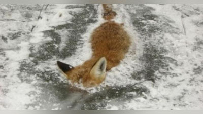 'Емиш илинжида ўрмондан чиққан тулки кўлда музлаб қолди'ning rasmi