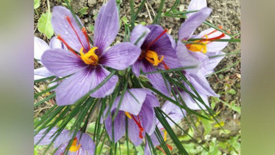 '​O`zbekistonning 23 ta hududida za`faron plantasiyalari tashkil etiladi'ning rasmi