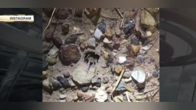 Изрображение 'ПАУК-СОЦИОФОБ РАССМЕШИЛ УЧЕНЫХ (ВИДЕО)'