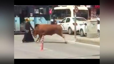 'TURKIYaDA KO`ChADA KETAYoTGAN AYoLNI QUTURGAN BUQA SUZDI (VIDEO)'ning rasmi