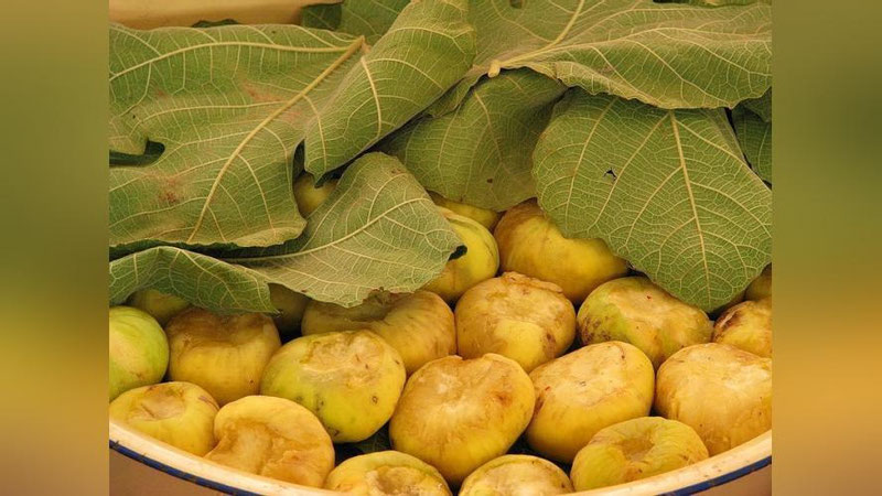 'Anjirning bargi, mevasi, sharbati – bari davo'ning rasmi
