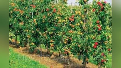 'TOShLOQDA BOG` YaRATGAN OLTIARIQLIK YIGIT'ning rasmi