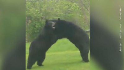 'Ikki ayiq birovning hovlisida kurashishdi, deya xabar qildi Lenta.ru nashri. 'ning rasmi