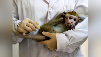 'Маймун чечагини юқтирган беморлар сони янада кўпроқ бўлиши мумкин — ЖССТ эксперти'ning rasmi