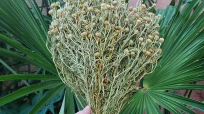 'SSV O`zbekiston aholisini soxta tabiblarga ishonmaslikka chaqirdi'ning rasmi