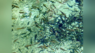 'Ўзбекистон мўъжизалари: Қўчқор ота балиқларининг сири нимада?'ning rasmi