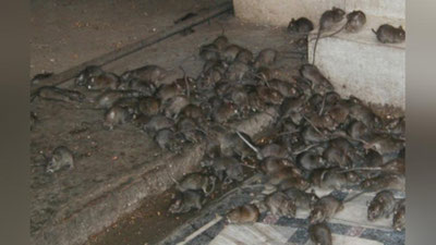 Изрображение 'Небывалое нашествие мышей переживают в Австралии (видео)'