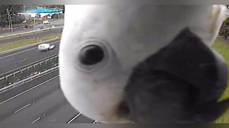 'To`tiqush mashinalar tezligini nazorat qiluvchi kamerani to`sib qo`ydi (Video)'ning rasmi