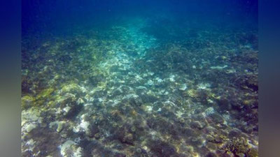 'Маржон қоялари йўқолиш арафасида'ning rasmi