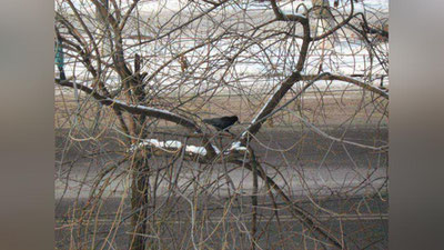 Изрображение 'КАКАЯ ПОГОДА НАС ЖДЕТ 24 ЯНВАРЯ?'