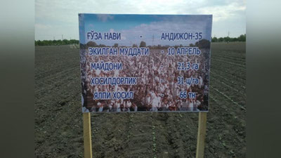 'Зараркунандаларга қарши курашишнинг инновацион усули Президентимизга намойиш этилиши кутилмоқда'ning rasmi