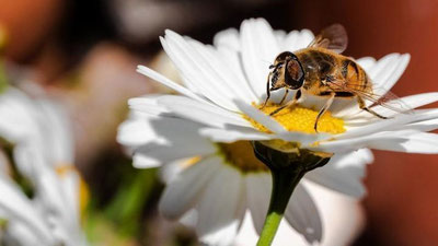 'Olimlar robot asalarilarni yaratishga kirishdi'ning rasmi