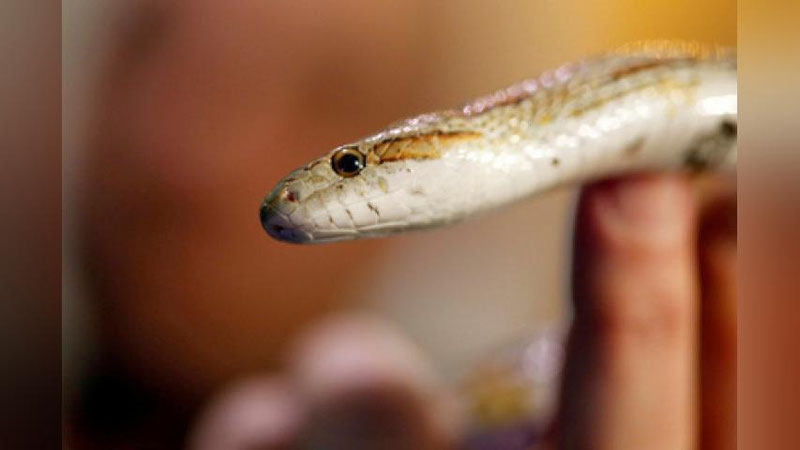 'Xiyobonga ilon qo`yib yuborgan xitoylik erkak qamoqqa olindi'ning rasmi