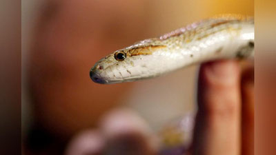 'Xiyobonga ilon qo`yib yuborgan xitoylik erkak qamoqqa olindi'ning rasmi