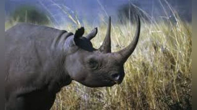 'Keniyada noyob qora karkidonlar halok bo`ldi'ning rasmi