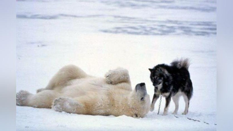 'Ko`ppak va ayiq kimo`zdiga bahs boylashdi 'ning rasmi